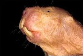 On le trouve en Afrique, il creuse des galeries, le ...