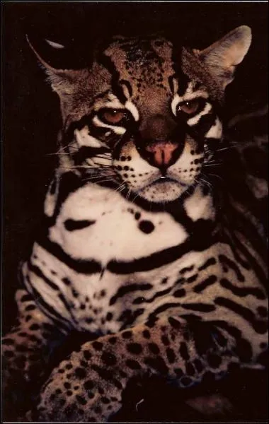 C'est un jaguar en miniature !