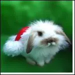 Cet animal est un ...