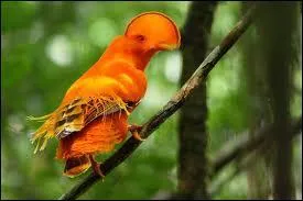 Ce magnifique petit oiseau d'Amazonie est le ...