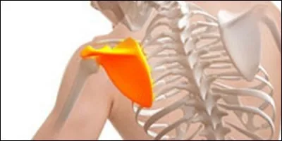 Je suis un os plat dont le nom est de genre féminin. Je m'articule avec l'humérus et la clavicule, formant avec cette dernière "la ceinture scapulaire". Quel est mon nom ?