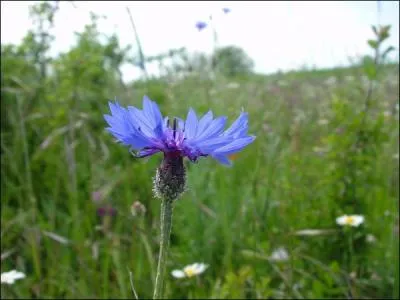 J'ai pratiquement disparu des champs de crales. Que suis-je ?