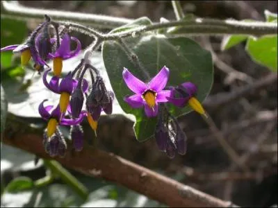 A quelle famille appartiens-je ?