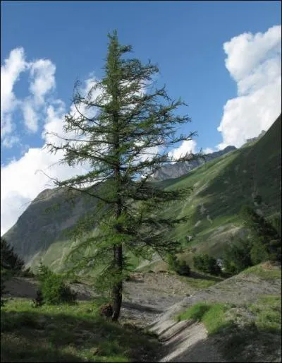 Parmi ces conifres un seul perd ses aiguilles  l'automne, lequel ?