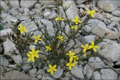 Je fais partie d'un genre de salade.