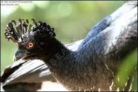 Le hocco, ce dindon sauvage, vit ...