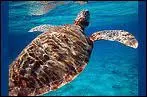 La tortue imbriqu�e consomme exclusivement ...