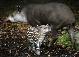 Le tapir, lui, pr�f�re ...