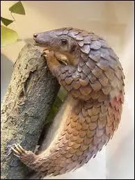 Le pangolin est amateur de ...