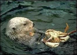La loutre de mer a une pr�f�rence tr�s marqu�e pour ...
