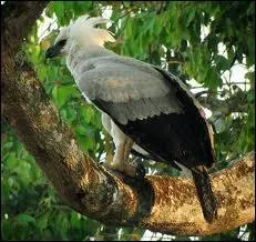 L'un des plus grands aigles du monde, si ce n'est pas le plus grand, est la harpie f�roce, elle chasse plus particuli�rement ...