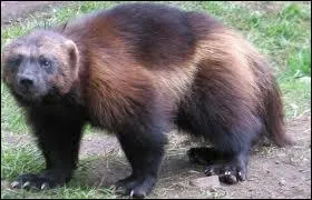 Le carcajou, pour d�fendre sa proie, est capable ...