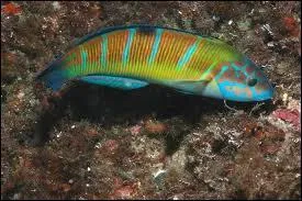 La girelle, ce joli poisson multicolore, a la particularit� de ...