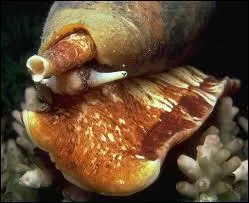Le cone, ce coquillage, se nourrit de ...