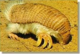 Quiz Animaux