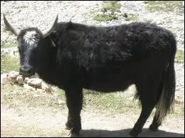 Le dzo est un hybride issu de :