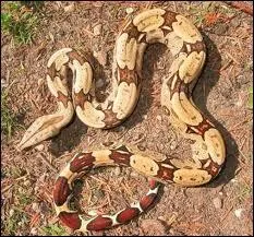 Quelle longueur peut atteindre un boa constrictor brsilien ?
