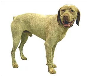 Quelle est ce chien de race Braque ?