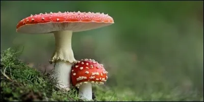 Les agarics sont comestibles.