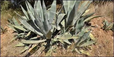 De quel pays est principalement originaire l'agave ?