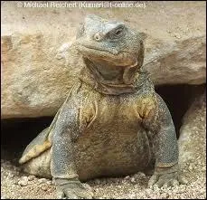 Quel est le rgime alimentaire principal de l'Uromastyx ocellata ?