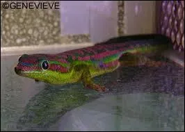 Lequel de ces lzards n'est pas un geckonid ?