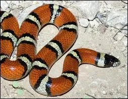 Comment se nomme le moyen de dfense des Lampropeltis de type Triangulum ?