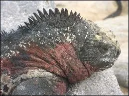 De quelle localit les iguanes marins proviennent-ils ?