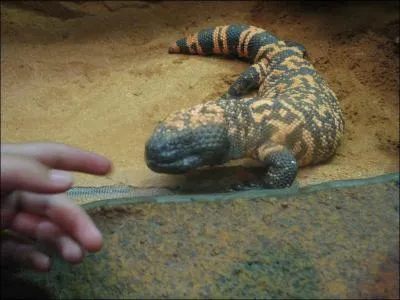 Lequel de ces lzards est venimeux ?