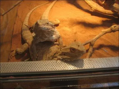 Sur quel continent vit le Pogona vitticeps ?