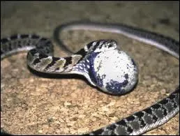 Quel est le rgime alimentaire du Dasypeltis scabra ?