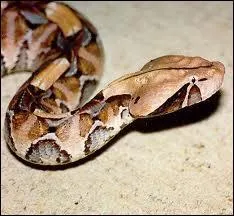 De quel type de crochet les viprid font-ils partie ?