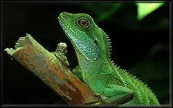 De quelle localit provient le Physignatus cocincinus ?