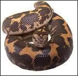 Quel est ce serpent ?