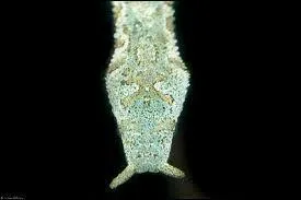 Lequel de ces serpents, non marin, est aquatique ?