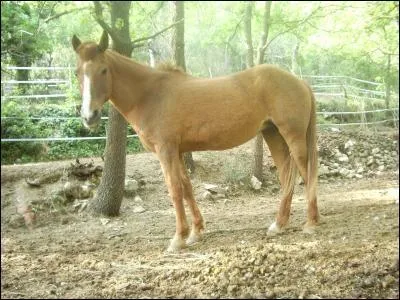Ce cheval est-il un cheval du Pin creux ?