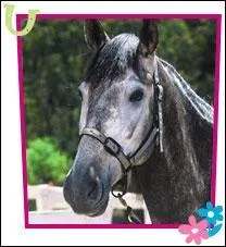 A qui appartient ce cheval ?