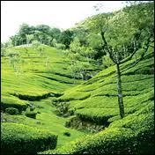 Le meilleur est rcolt en altitude !