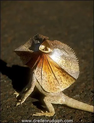 Quel est cet animal ?