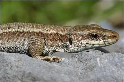 Quel est cet animal ?