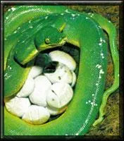 Quel est cet animal ?