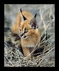 C'est un peu le cousin du lynx, le ou la...