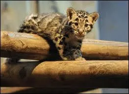 Elle vit sur les cimes !