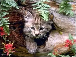 Ses parents parcourent les forts europennes !