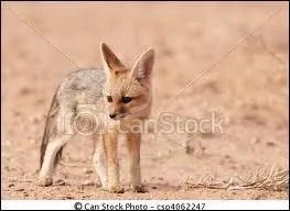 Il parcourt les savanes africaines, le ...