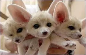 Il supporte la chaleur du dsert et se nourrit d'insectes et de petits rongeurs, le ...