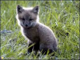 Il fut un temps o nous l'appelions goupil !