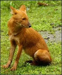 En Inde, il est en concurrence avec le tigre, il chasse en meute !