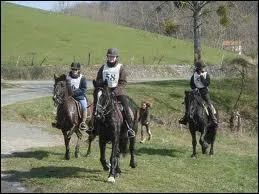 De quelle activit questre s'agit-il ?