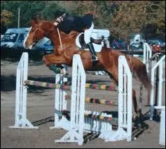 De quelle activit questre s'agit-il ?